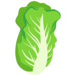cabbage, 卷心菜 (juǎn xīn cài)
